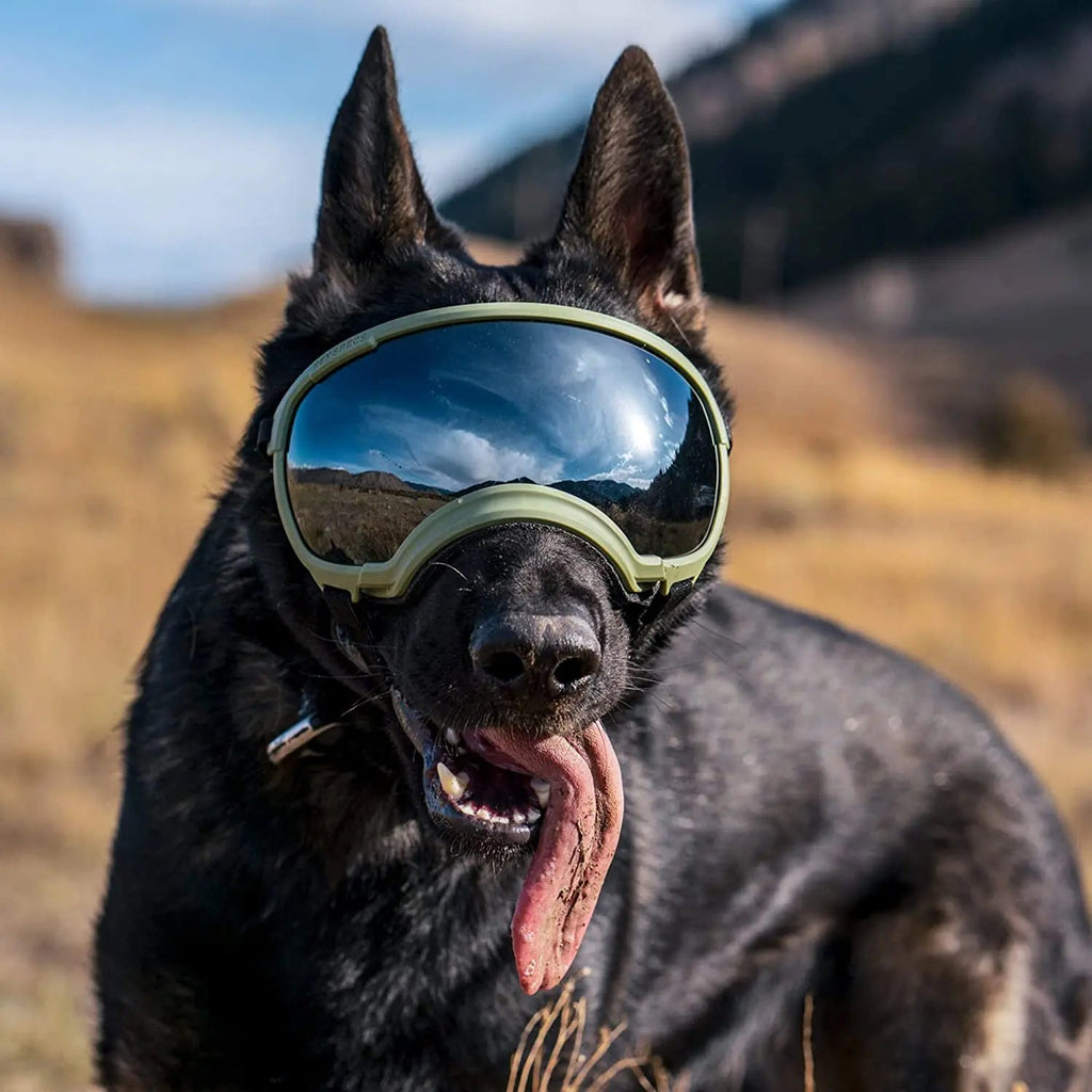 Dog sunglasses with UV protection windproof adjustable
