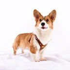 Adjustable Leather Dog Harness with Custom Engraving