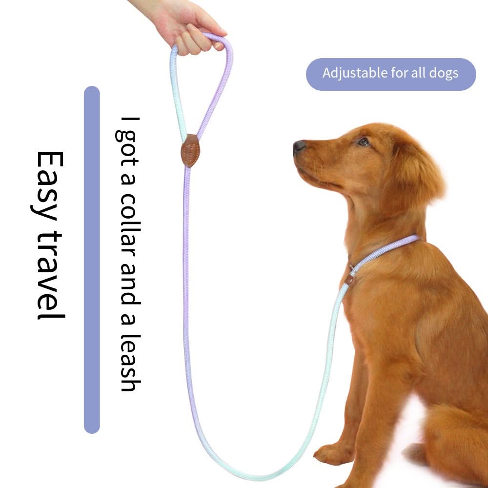Colorful Dog Leash for Stylish Walks