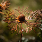 FLORUSTA Garden Stake Bluebonnet | Rust Look Metal | Rustic Garden Decor