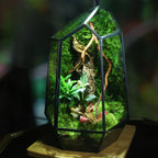 Modern Geometric Nature-Inspired Botanical Terrarium