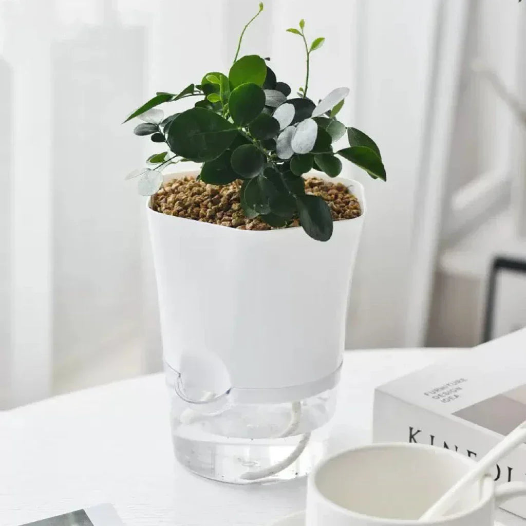 Plantilo Self-watering Flower Pot | Transparent | Automatic Water Supply | For Houseplants