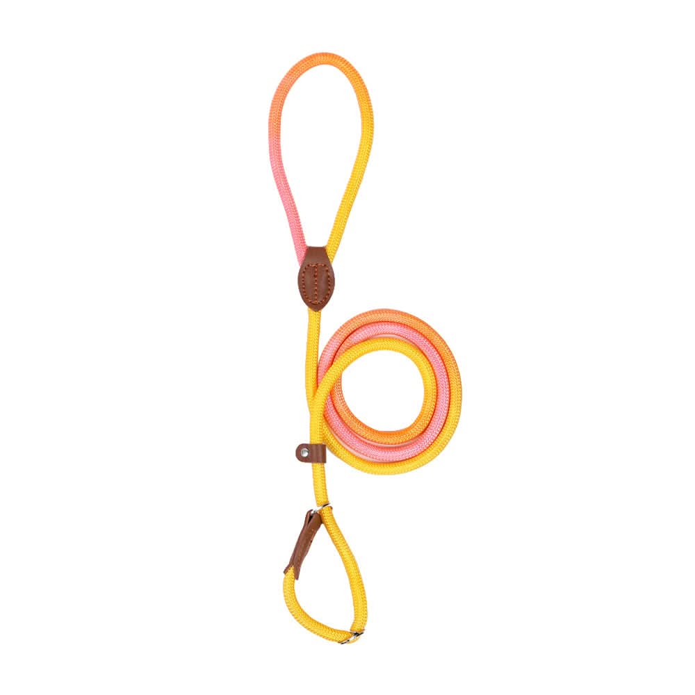 Colorful Dog Leash for Stylish Walks