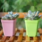 Bloomigo Mini Flower Pot Set | Bright Colors | Weatherproof & Ventilated | For Balcony & Indoor