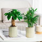 Hydropura Flowerpot | Self-watering & Soil-free | Modern & Easy to Care | Set of 3