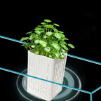 TankBloom – Natural flair for your aquarium!