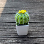 Hand-knitted Cactus Plant