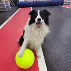 Extra large tennis ball for dogs