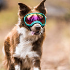 Dog sunglasses with UV protection windproof adjustable