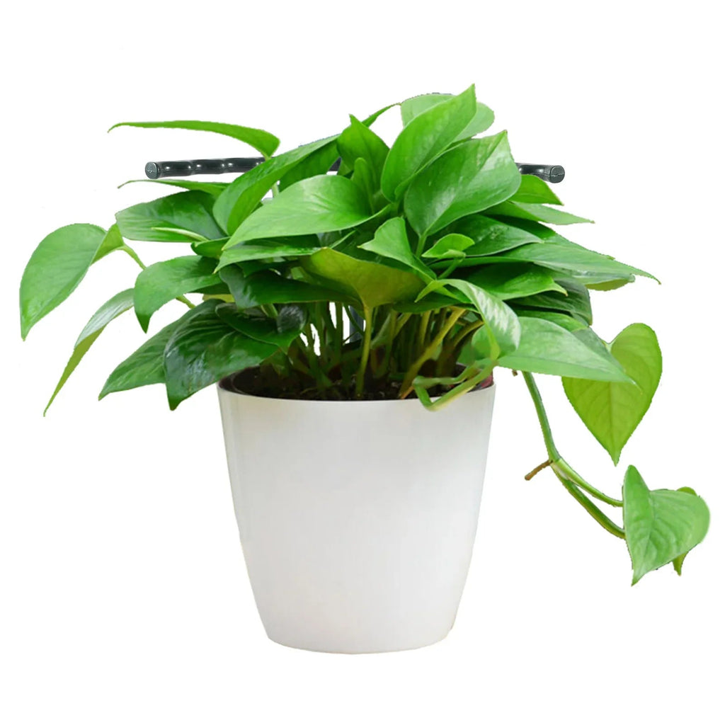 Climbing support for plants – Robust holder with cage design for growth and stability
