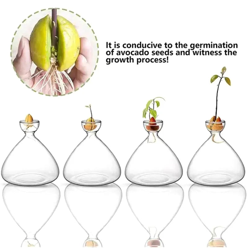 Avocado Vase Glass | Transparent Germination Glass | Plant Container for Avocado Cultivation | 10–15 cm