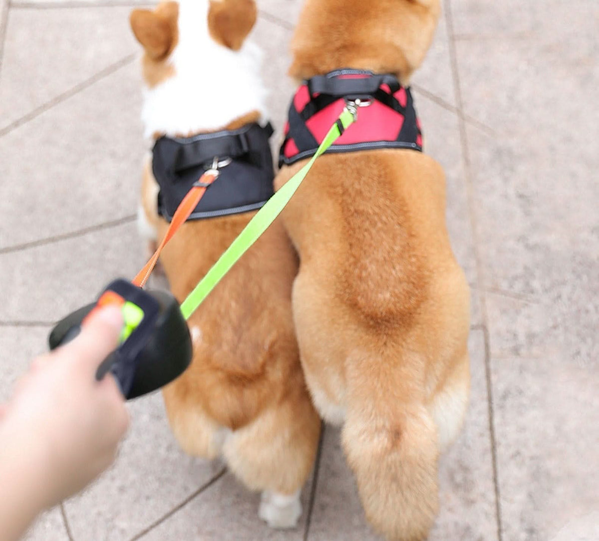 Rolling lead for two dogs with integrated torch