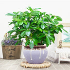 Artificial Plant EverLeaf 33 | 33 cm | With Stem & Leaves | Low-Maintenance Decor for Home & Office