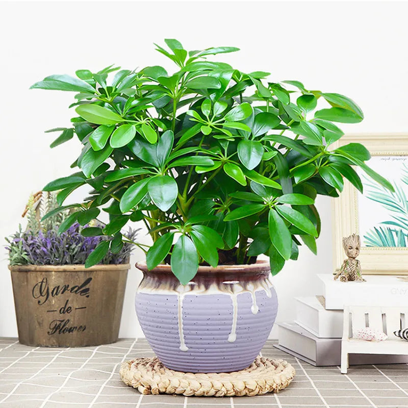 Artificial Plant EverLeaf 33 | 33 cm | With Stem & Leaves | Low-Maintenance Decor for Home & Office