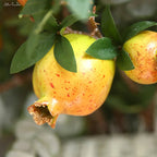 6-Piece Artificial Pomegranate Fruit Branch with Leaves