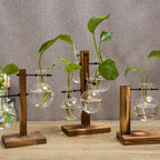 Vasoya Glass Vases | 3-Piece Set with Wooden Frame | Scandinavian & Versatile | For Flowers & Hydroponics