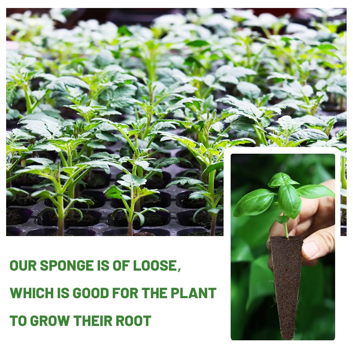 WurzelWunder Planting Sponges 50 Pieces | Replacement Growth Sponges for Hydroponics & Soil | For Herbs, Vegetables & Flowers