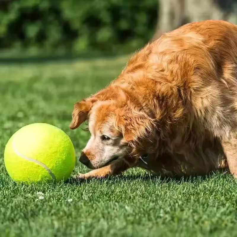 Extra large tennis ball for dogs