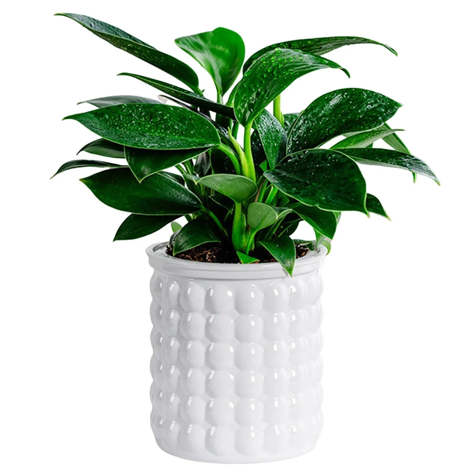 Hydropura Flowerpot | Self-watering & Soil-free | Modern & Easy to Care | Set of 3