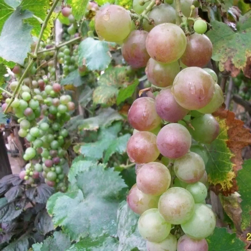 Together for seedless grape vine – Low maintenance & no trellis required