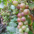 Together for seedless grape vine – Low maintenance & no trellis required