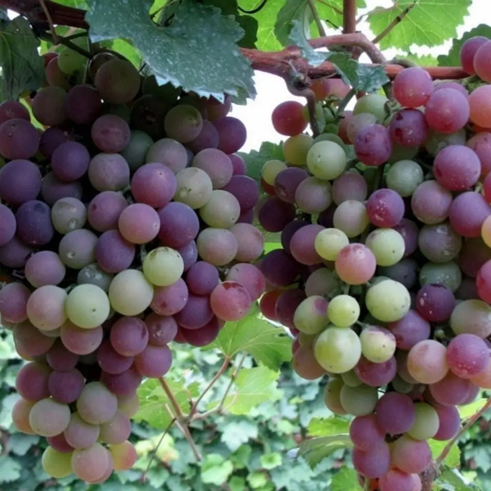 Together for seedless grape vine – Low maintenance & no trellis required