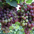 Together for seedless grape vine – Low maintenance & no trellis required