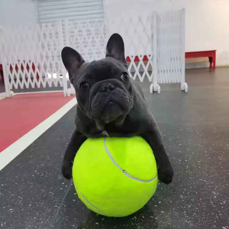 Extra large tennis ball for dogs