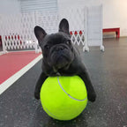 Extra large tennis ball for dogs