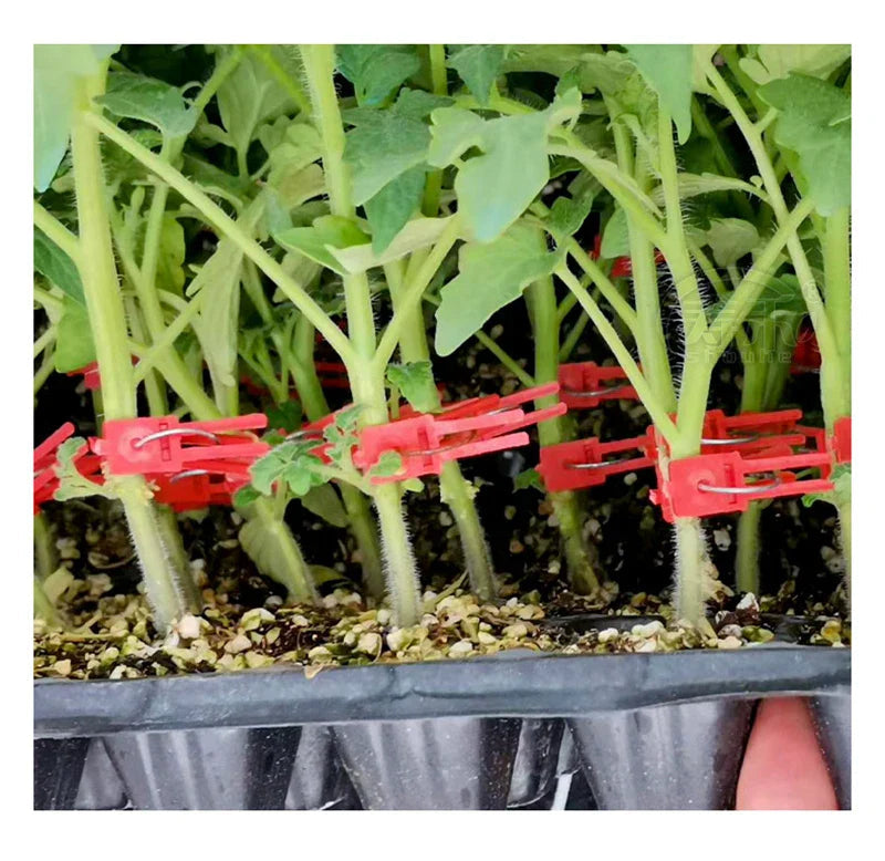 Plastic Refinement Clips for Garden Plants – Ideal for Vegetables and Plant Care