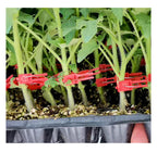 Plastic Refinement Clips for Garden Plants – Ideal for Vegetables and Plant Care