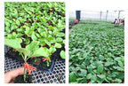 Plastic Refinement Clips for Garden Plants – Ideal for Vegetables and Plant Care