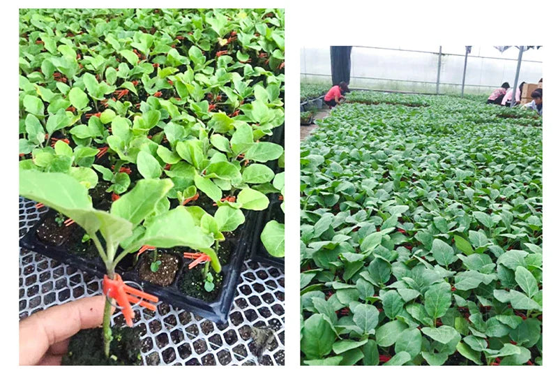 Plastic Refinement Clips for Garden Plants – Ideal for Vegetables and Plant Care
