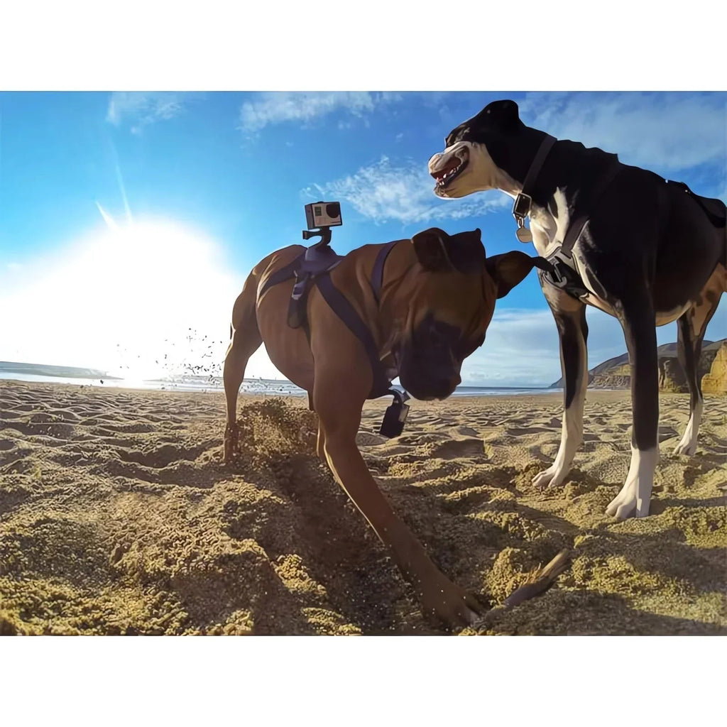 Action-Cam Dog Harness with 360° Perspective
