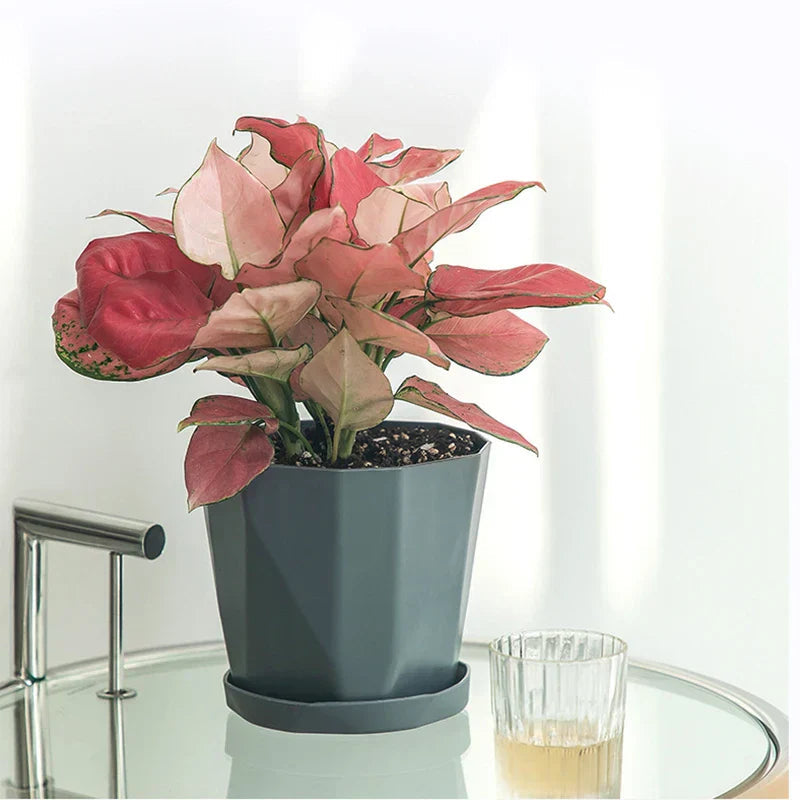 Nordika Planter | Scandinavian Design | Durable Resin | For Plants & Decoration