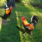 Garden figure: Feathered beauty