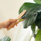 Plant leaf cleaning tongs made of wood for gentle leaf care