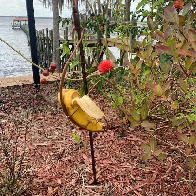 Butterfly Banana Holder – Natural Attraction