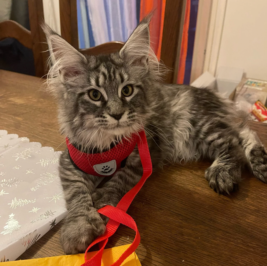 Comfortable Cat Harness and Leash Set, Adjustable Breathable Design for Safe Outdoor Adventures – Best Cat Harness for Kittens and Cats