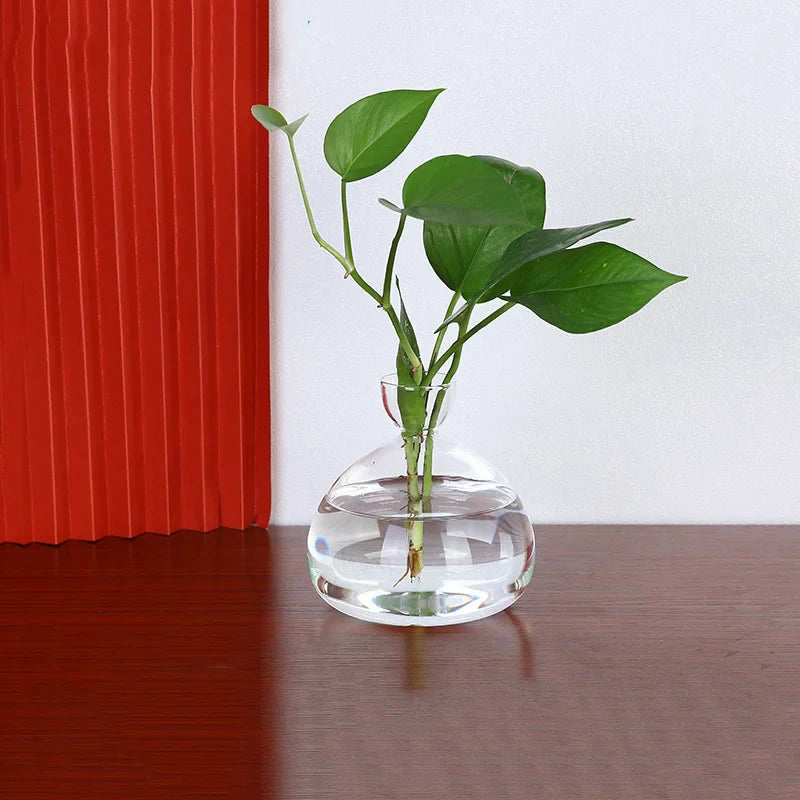 Avocado Vase Glass | Transparent Germination Glass | Plant Container for Avocado Cultivation | 10–15 cm