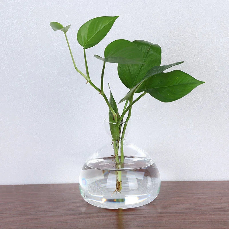Avocado Vase Glass | Transparent Germination Glass | Plant Container for Avocado Cultivation | 10–15 cm