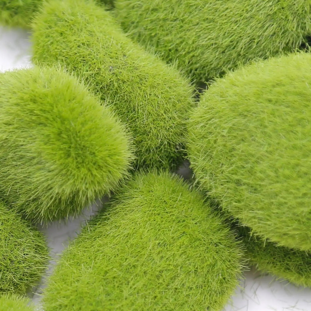 MossAura Floravio | Decorative Moss Stones | Easy Care & Versatile | For Creative Projects