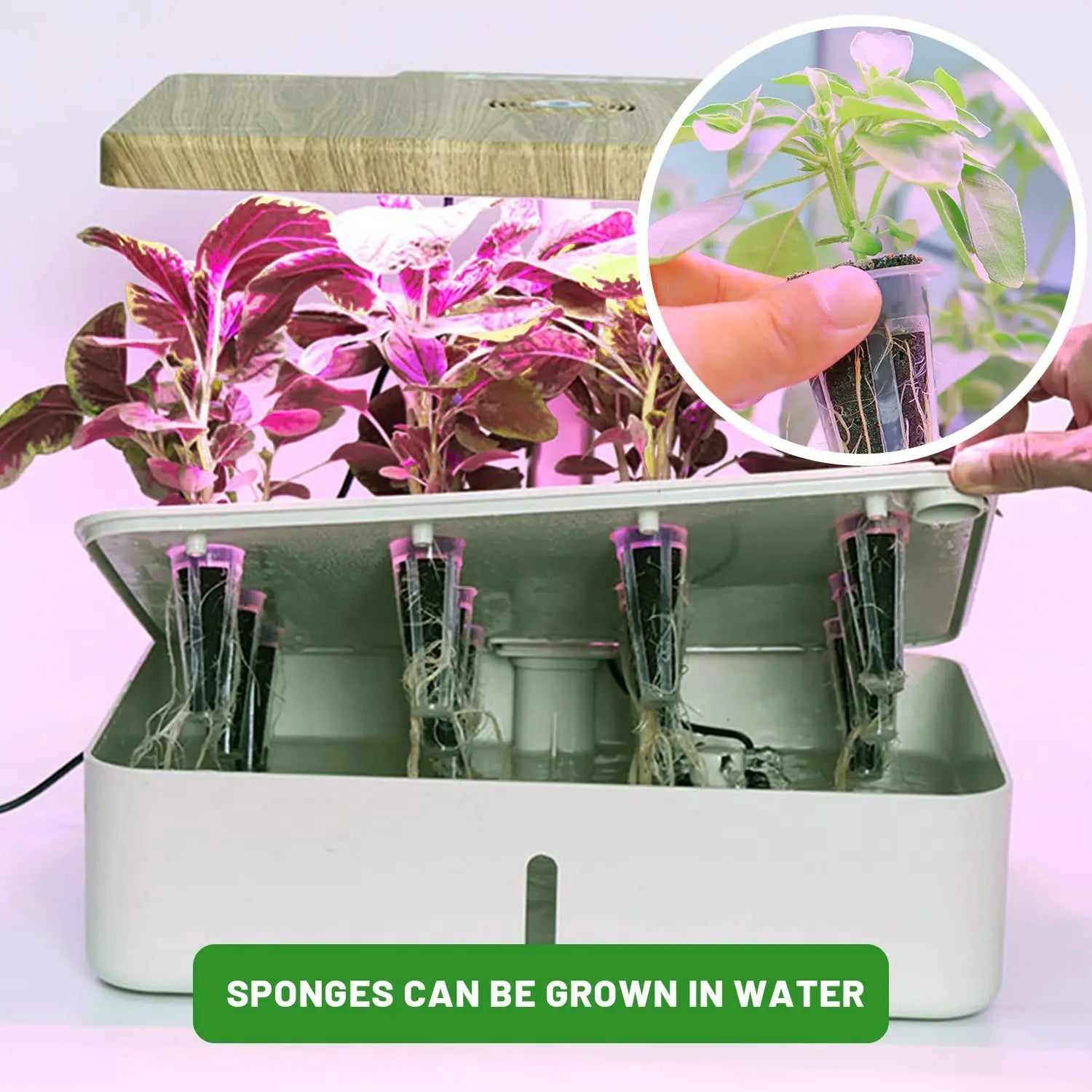 WurzelWunder Planting Sponges 50 Pieces | Replacement Growth Sponges for Hydroponics & Soil | For Herbs, Vegetables & Flowers