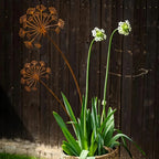 Florandis Metal Garden Stake Flower | Decorative Stake for Balcony, Bed & Plant Pot | Weatherproof & Detailed