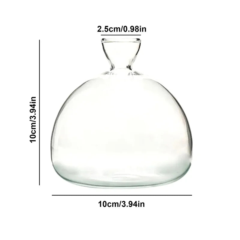 Avocado Vase Glass | Transparent Germination Glass | Plant Container for Avocado Cultivation | 10–15 cm