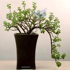 Self-watering Plant Glass Bulb