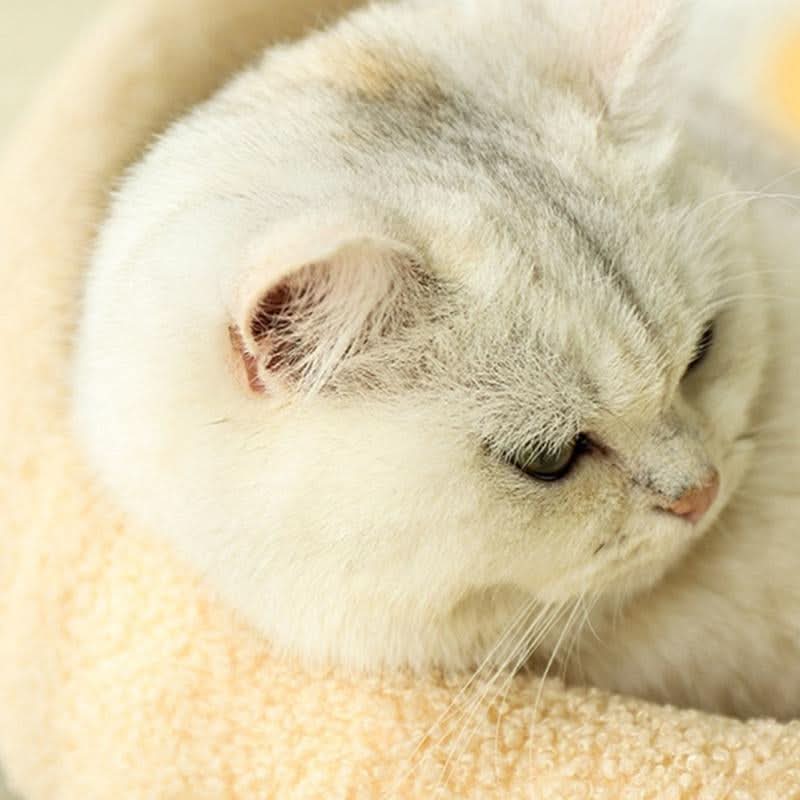 Stylish Cat Bed with Scratching Area & Cuddly Pillow