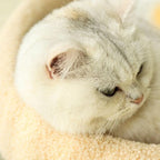 Stylish Cat Bed with Scratching Area & Cuddly Pillow