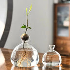 Avocado Vase Glass | Transparent Germination Glass | Plant Container for Avocado Cultivation | 10–15 cm