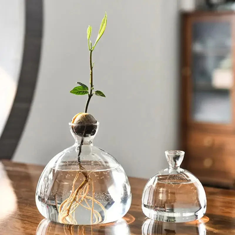 Avocado Vase Glass | Transparent Germination Glass | Plant Container for Avocado Cultivation | 10–15 cm